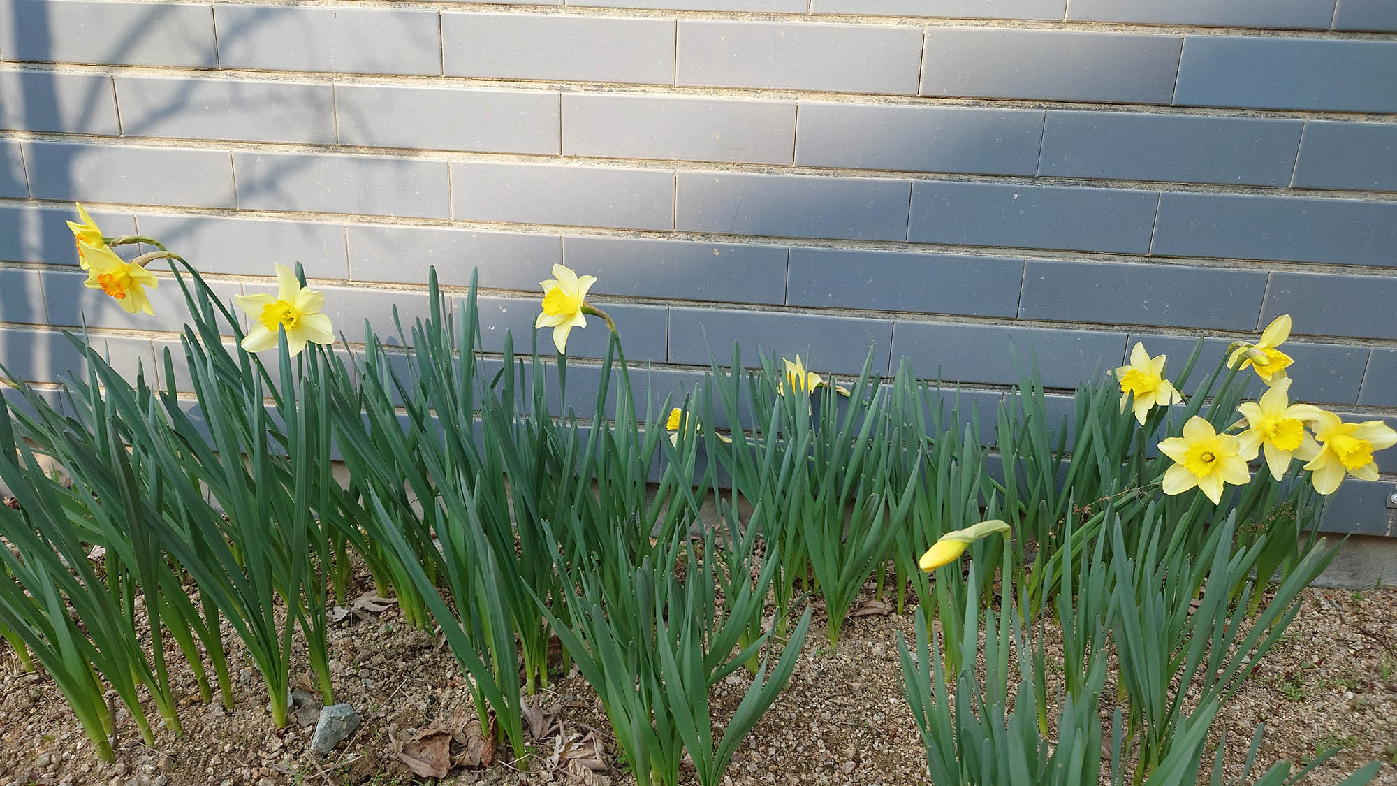 ・【庭】冬から春にかけて見頃を迎える水仙。季節によって表情を変える庭を楽しみにお越しください