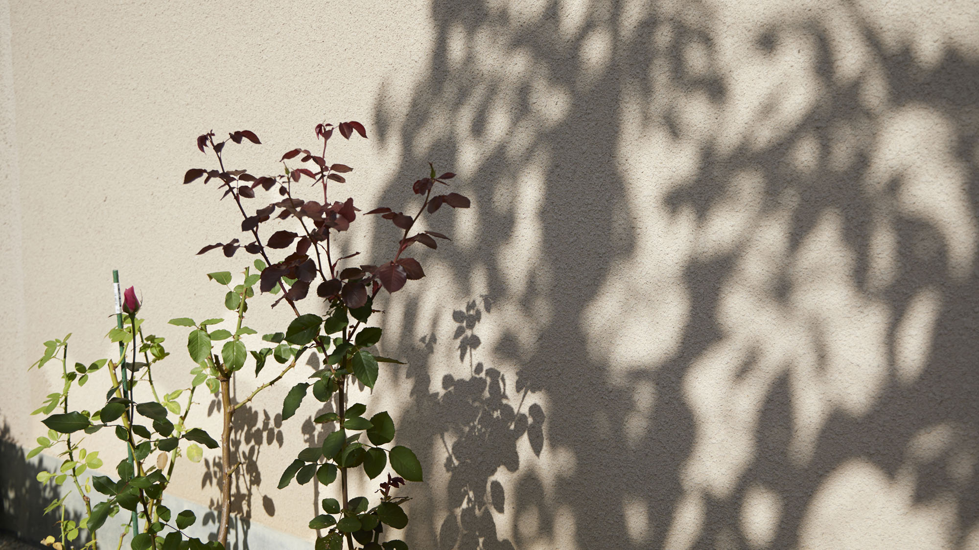 ・【庭】バラが咲くと庭も華やかになります。その美しさを愛でる癒しのひと時をお楽しみください