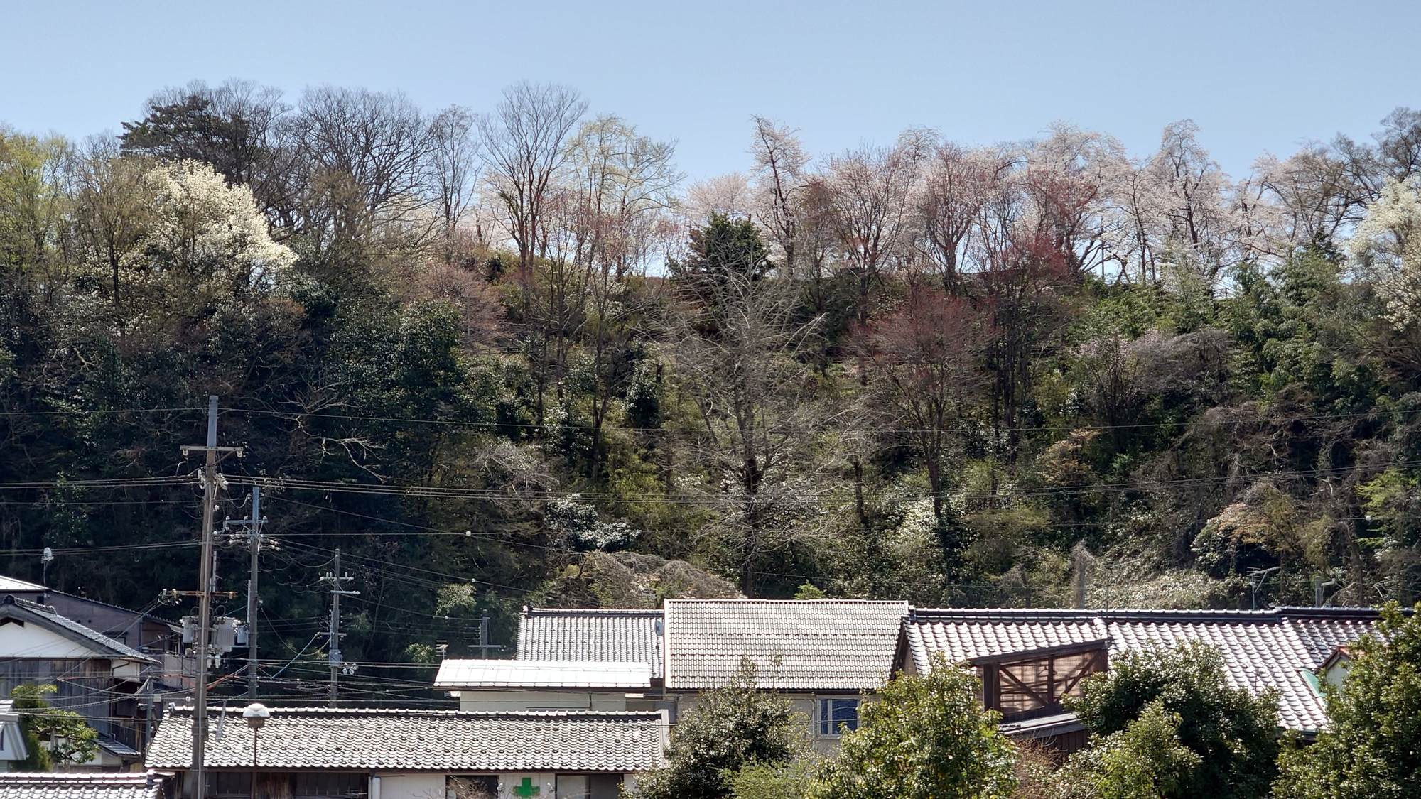 ・【周辺】当施設から神武山公園の桜をご覧いただけます。神武山公園へは徒歩約5分です