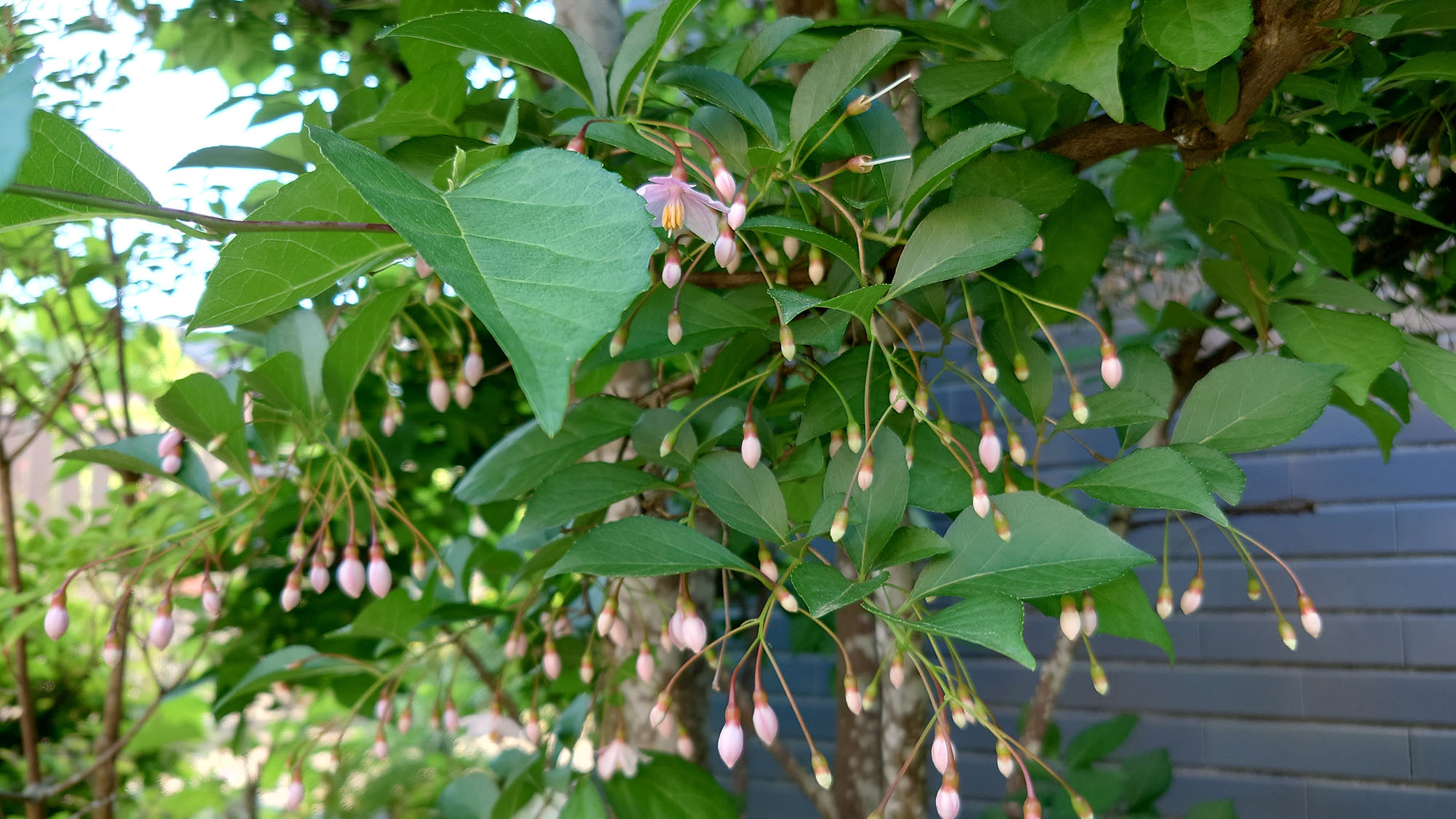 ・【庭】ヤマガラという鳥の大好物であるエゴノキ。春には愛らしいヤマガラと美しい新緑をご覧いただけます