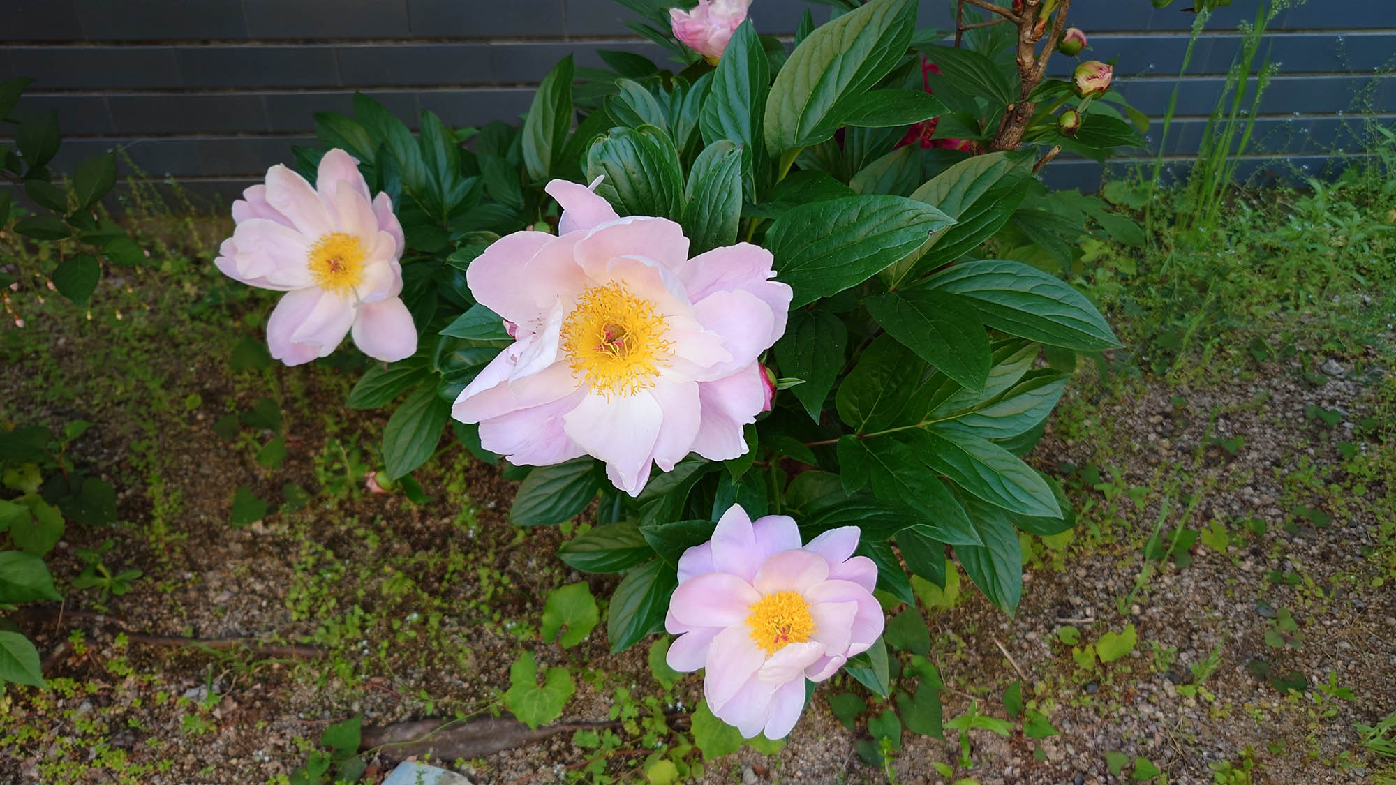 ・【庭】その美しさから切り花として出回ることの多い芍薬の花。庭では生き生きとした姿をご覧いただけます