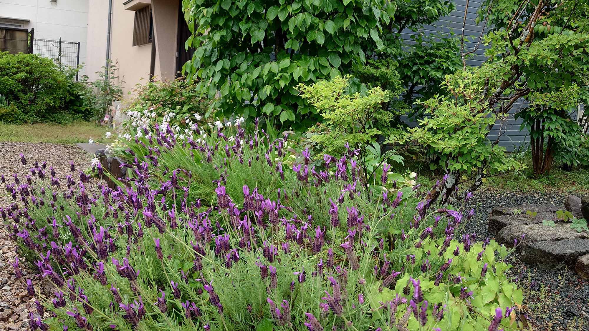 ・【エントランス】春のエントランスの様子です。群生するラベンダーの美しさをご堪能ください