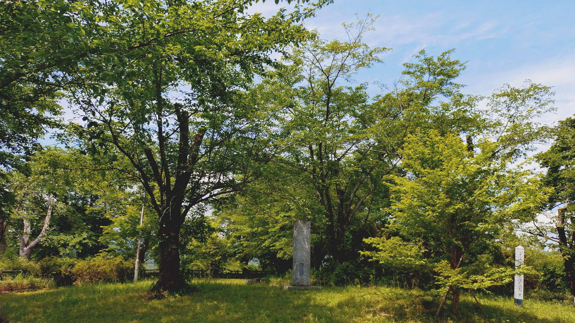 ・【周辺】近隣の新緑です♪自然を感じながらのお散歩にピッタリ