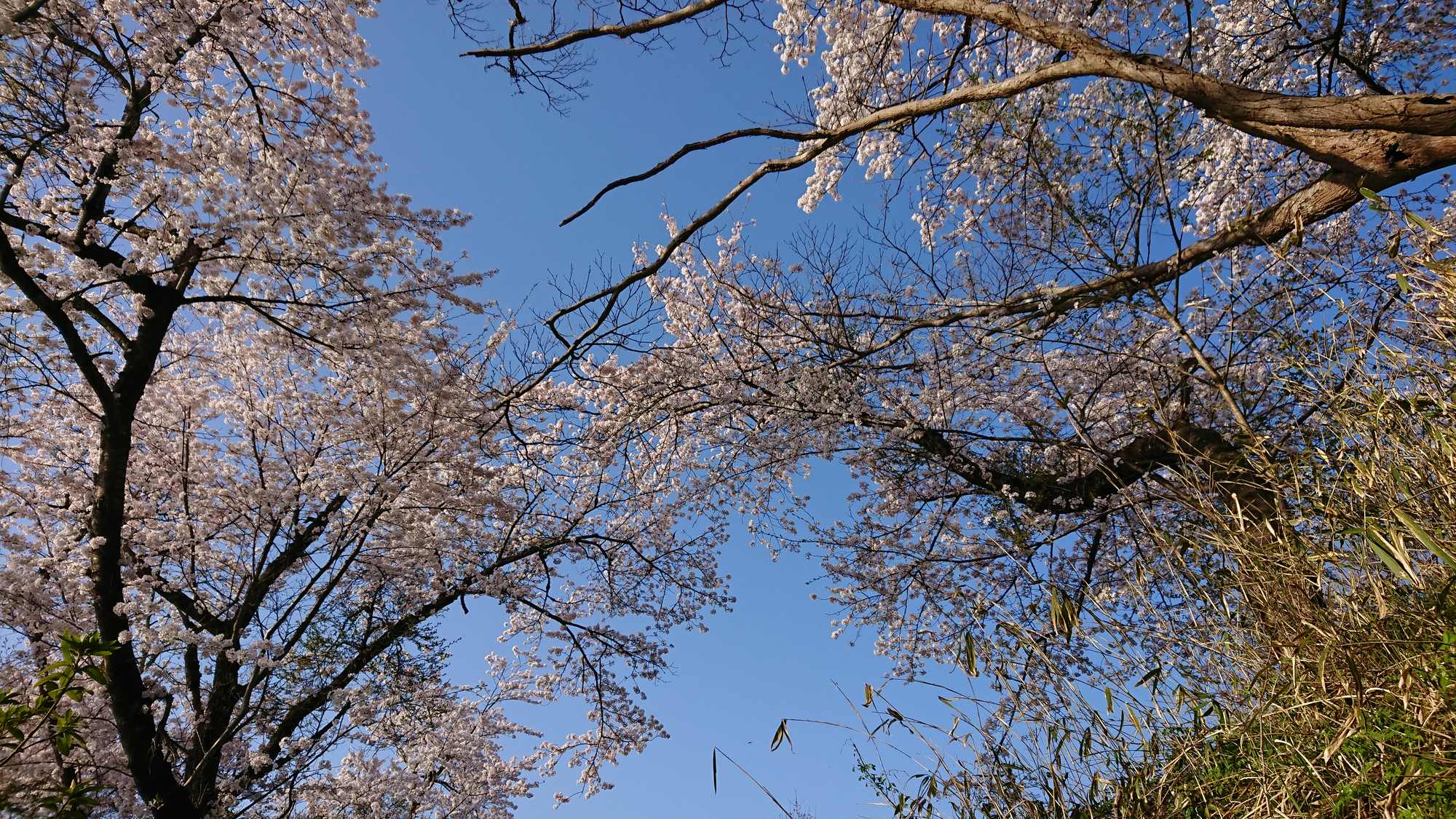 ・【周辺】当施設から神武山公園までは徒歩約5分。優しいピンク色に染まる神武山公園