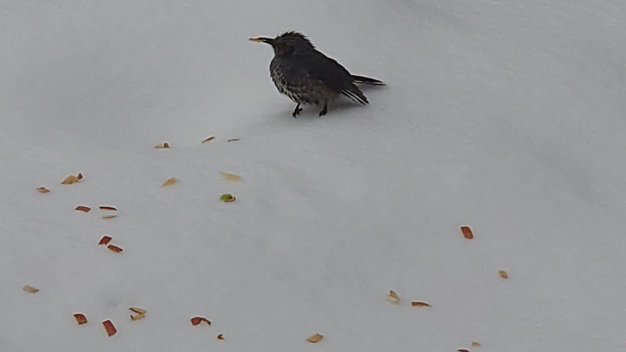 ・【庭】ヒヨドリは、冬になると山から里におりてきます。キュートなその姿は当施設でもご覧いただけます