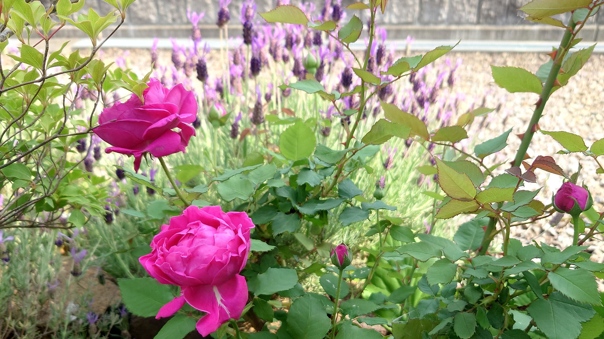 ・【庭】春には牡丹やラベンダーが咲き誇ります。自然を愛でる長閑な時間をお過ごしください