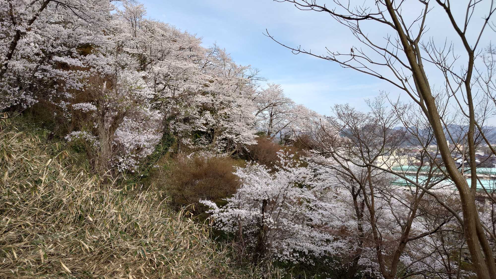 ・【周辺】当施設から神武山公園までは徒歩約5分。桜の下でひと休みしませんか