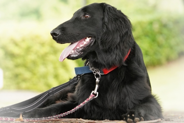 【新春SALE30％OFF】1日1組限定｜素泊まりプラン｜大型犬OKドックラン｜BBQ可