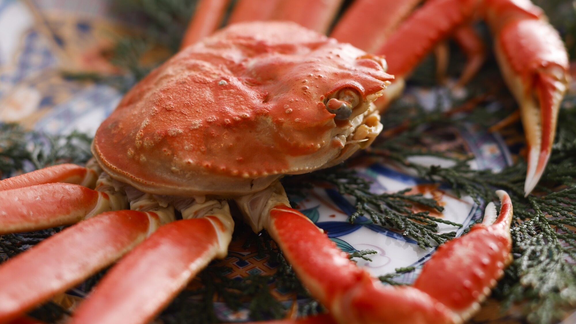 【冬】特大5Lカニ3杯！ボリュームたっぷりのカニ三昧！食べ尽くしで至福を味わう満足カニフルコース