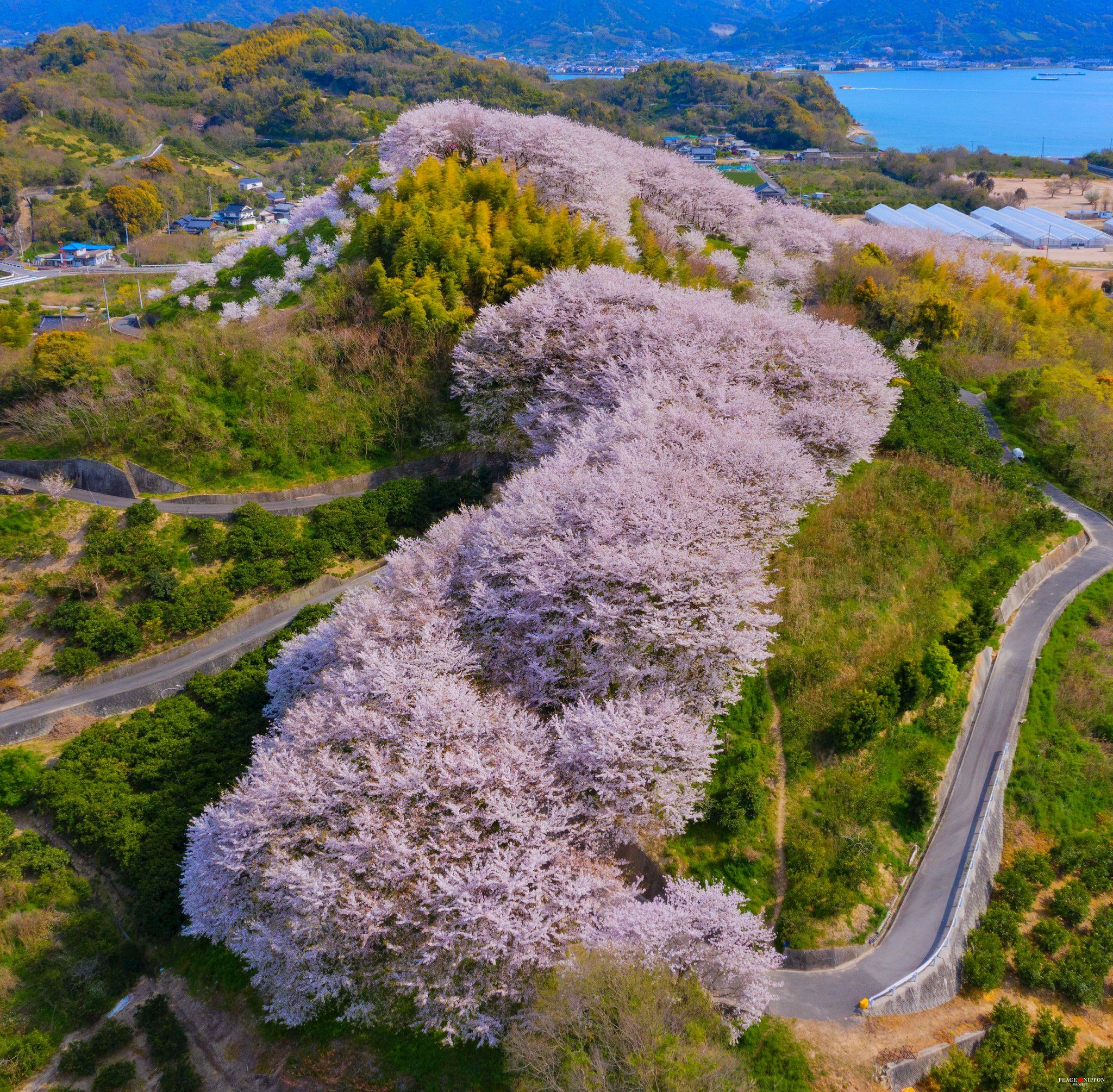 佐木島の千本桜