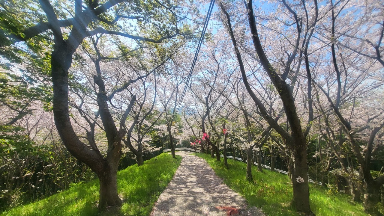 佐木島の千本桜