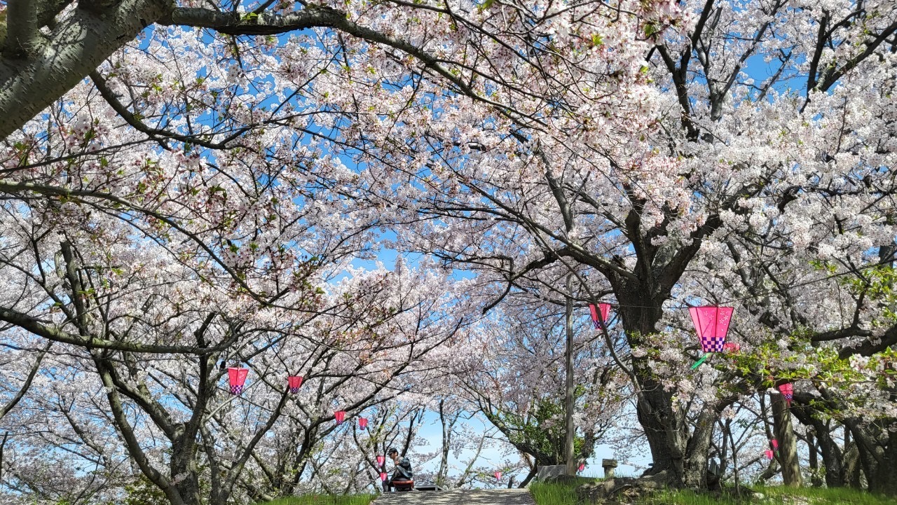 佐木島の千本桜