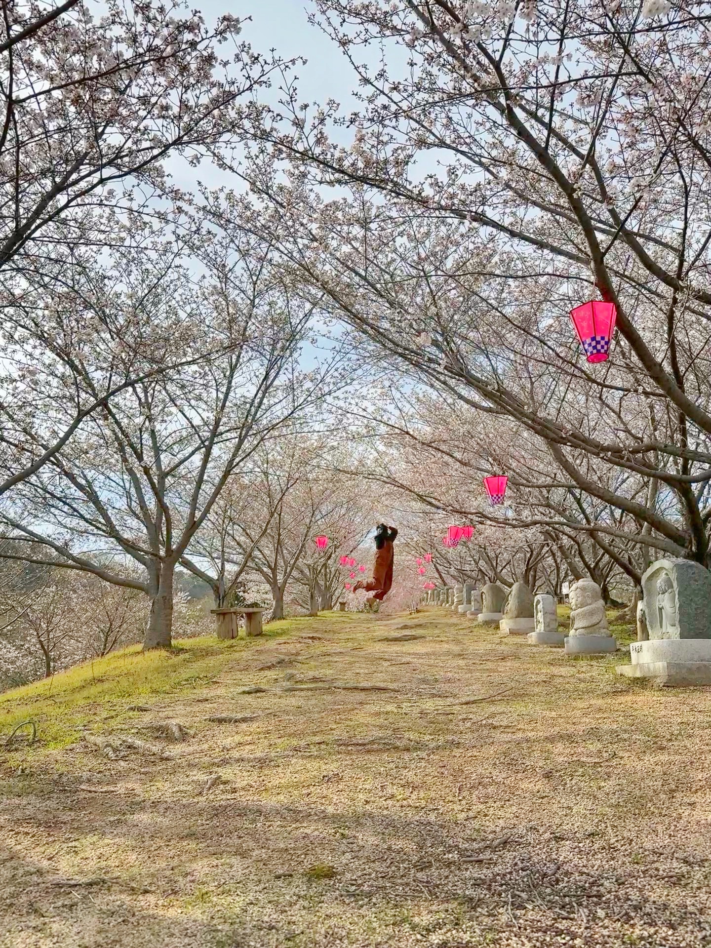 佐木島　道祖神の丘の桜
