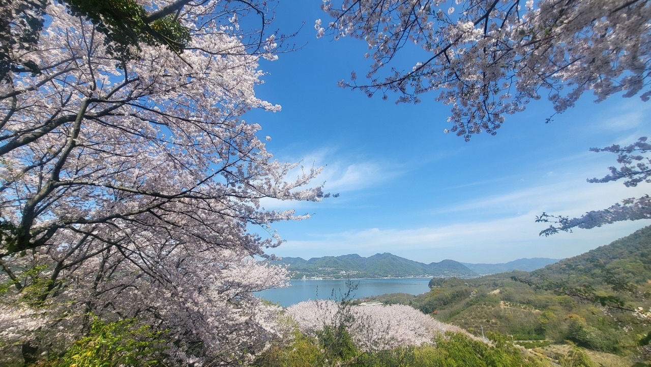 佐木島の千本桜