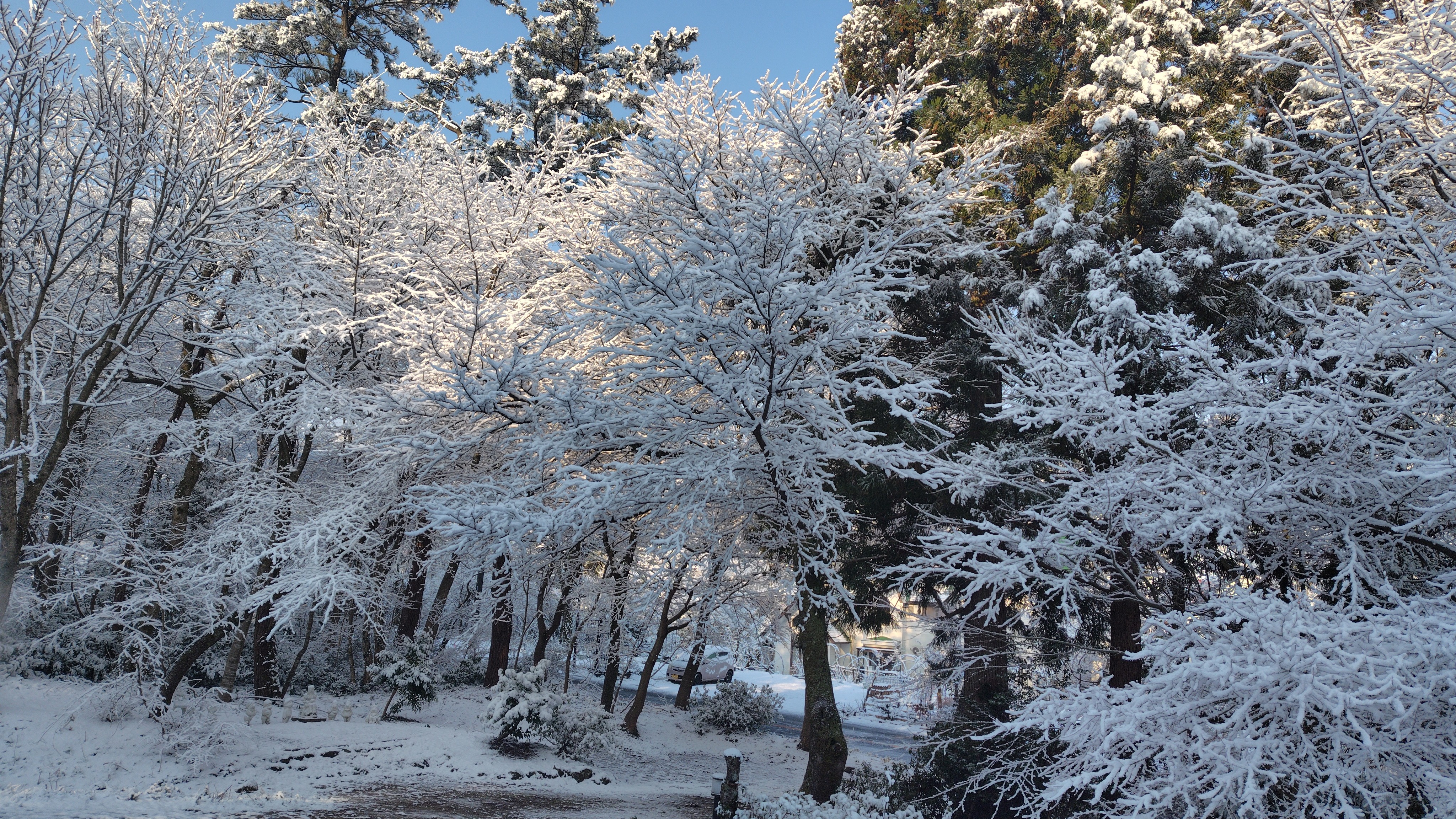 ペンション敷地内の樹木（冬）