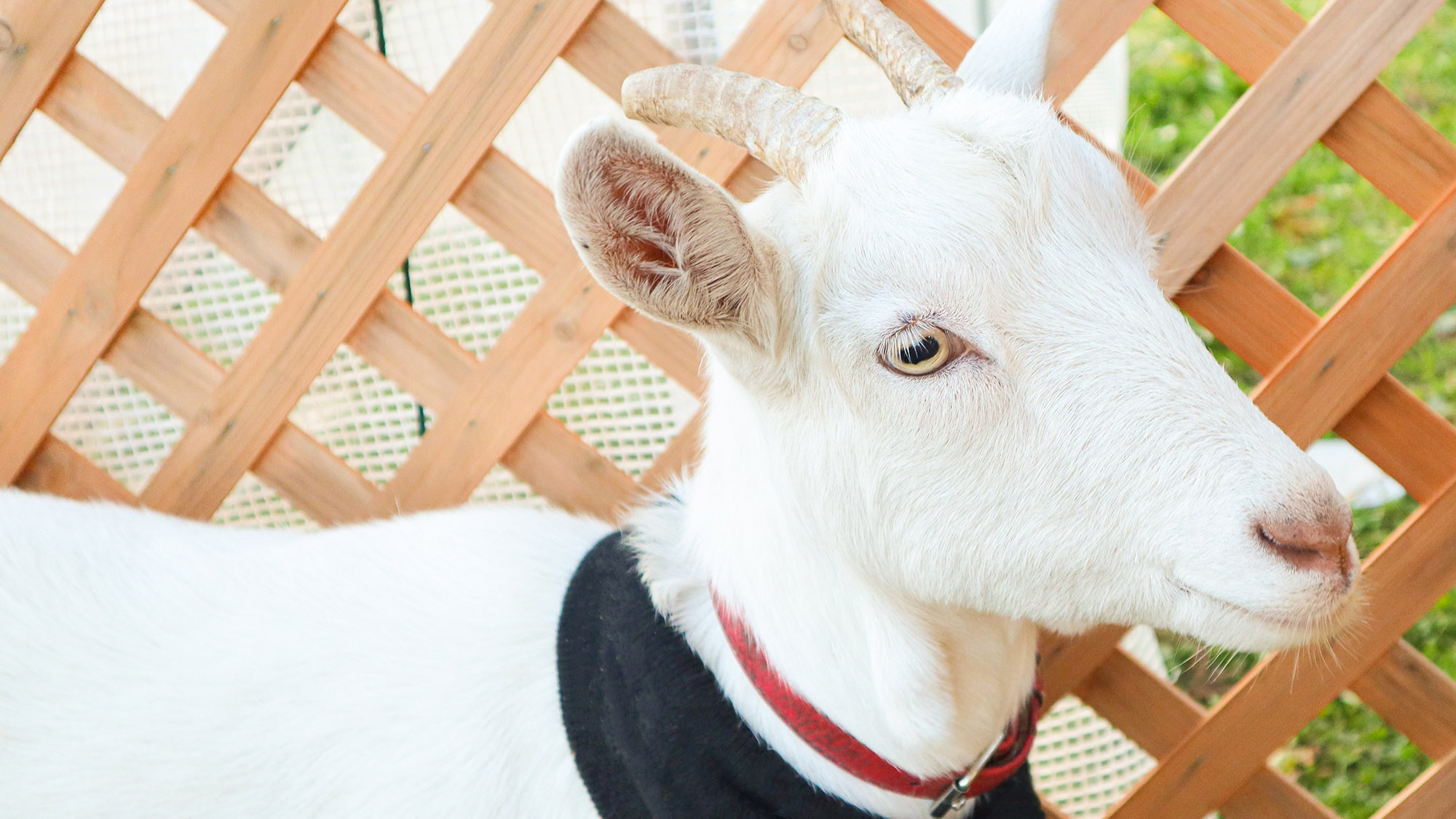 ・【動物】自然を感じられる空間で、集中して仕事ができる環境です