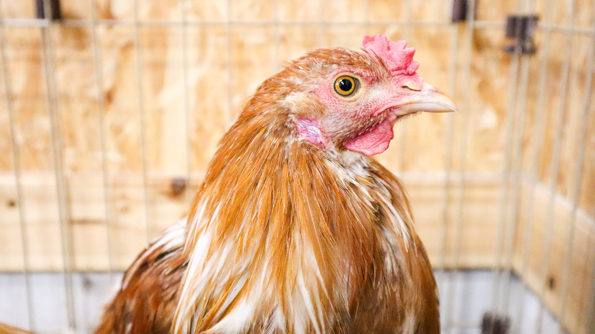 ・【動物】時間を気にせず、自然の中で心を整えながら作業できる環境です