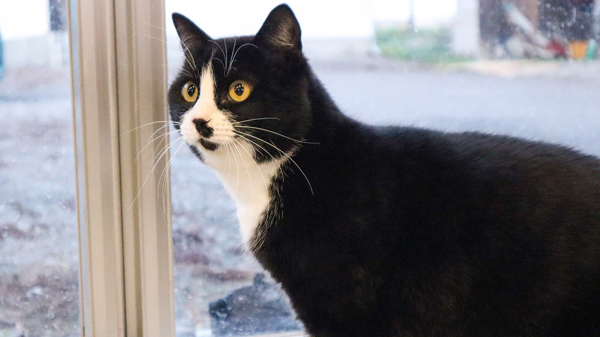 ・【動物】Mow-Mowは、牛舎だった頃の面影を残しつつ、集中して作業ができるように設計しています