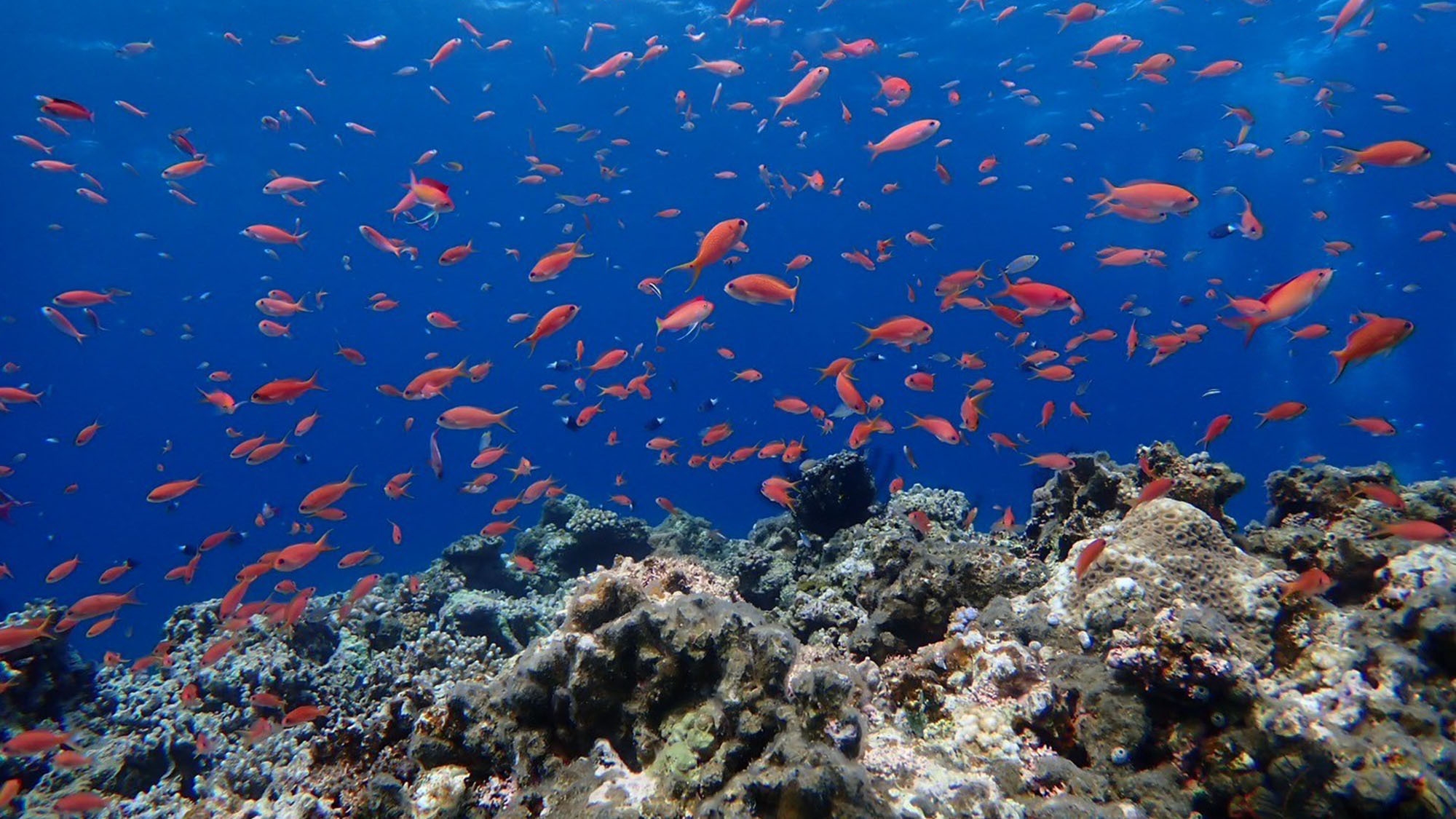 最終チェックイン20時！思い切り石垣島を楽しむ素泊りプラン♪