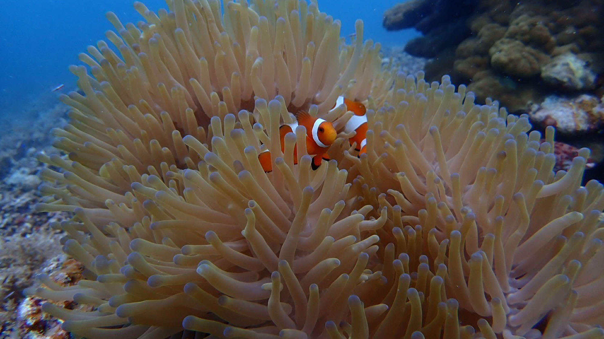 【ダイビングイメージ】 