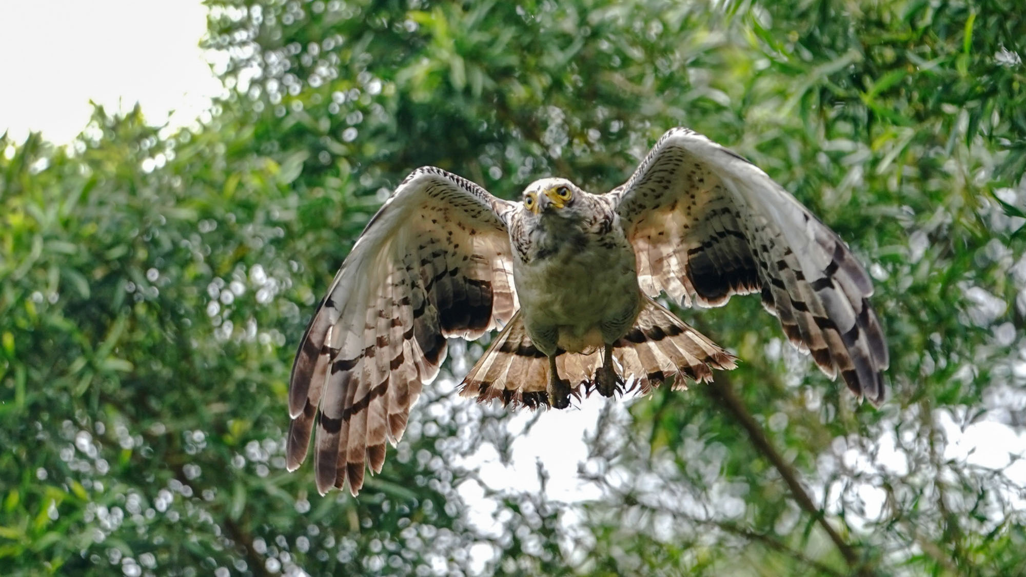【観光】  カンムリワシ