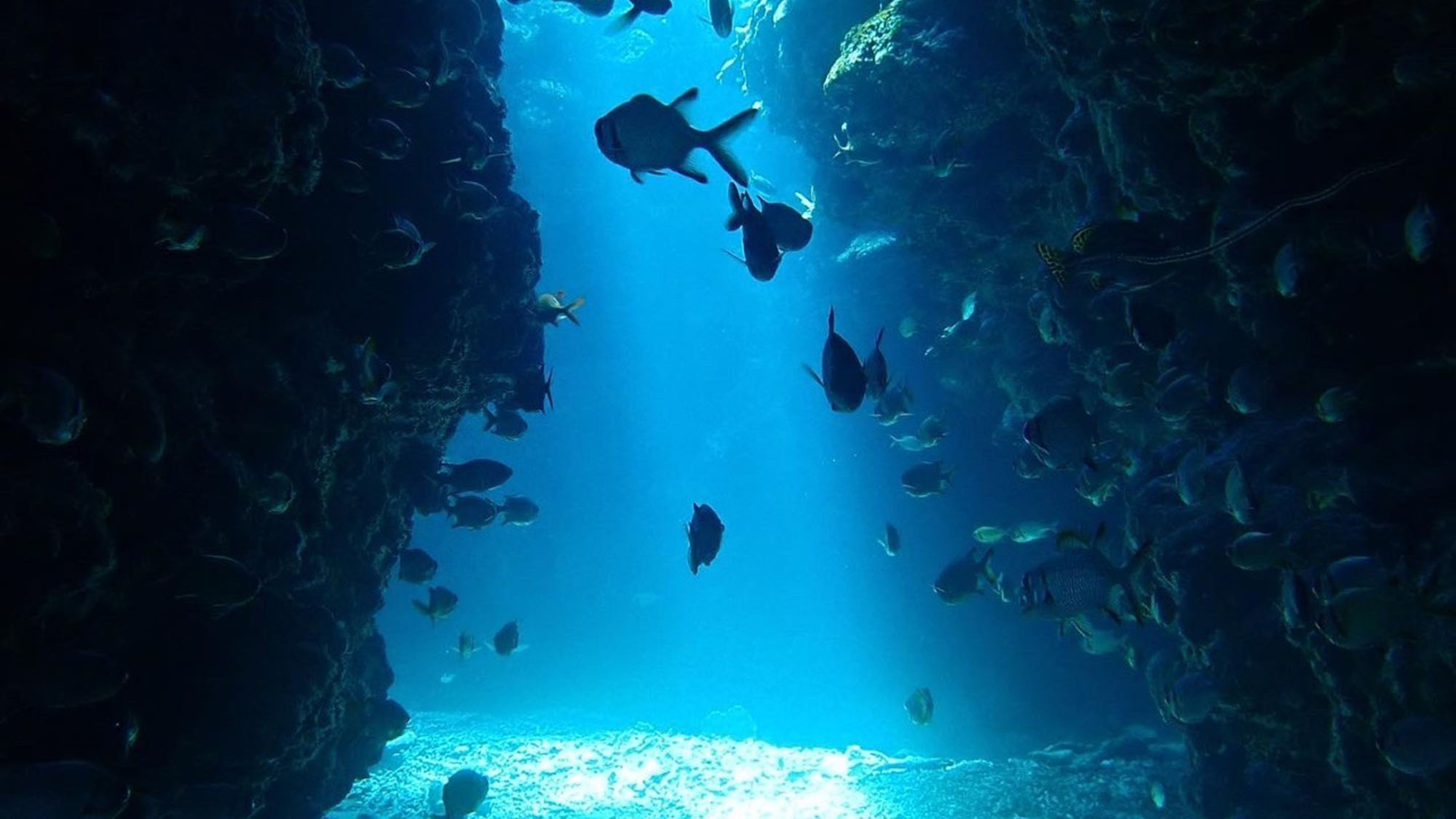 【ダイビングイメージ】 