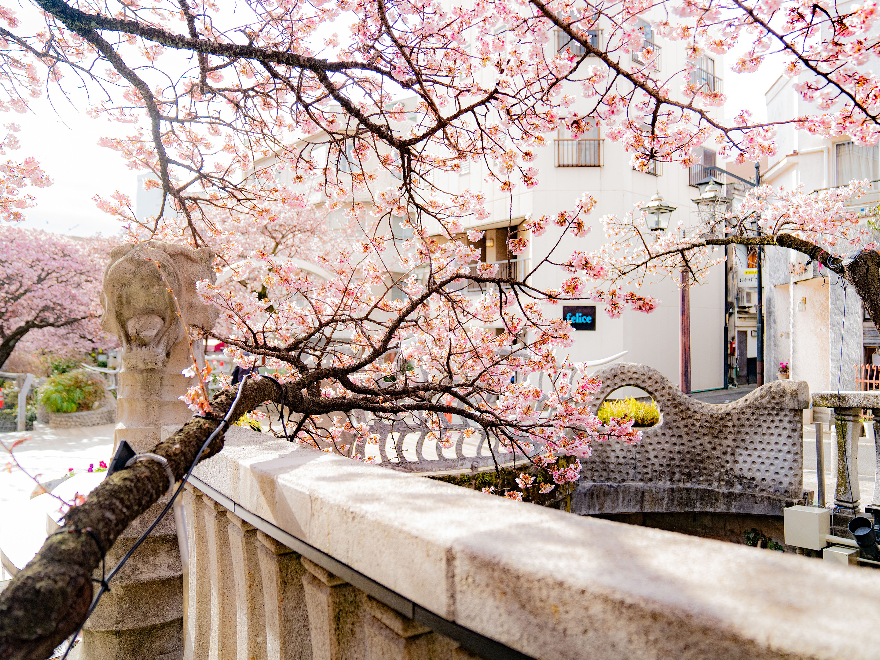 熱海桜（例年1月下旬から2月上旬）