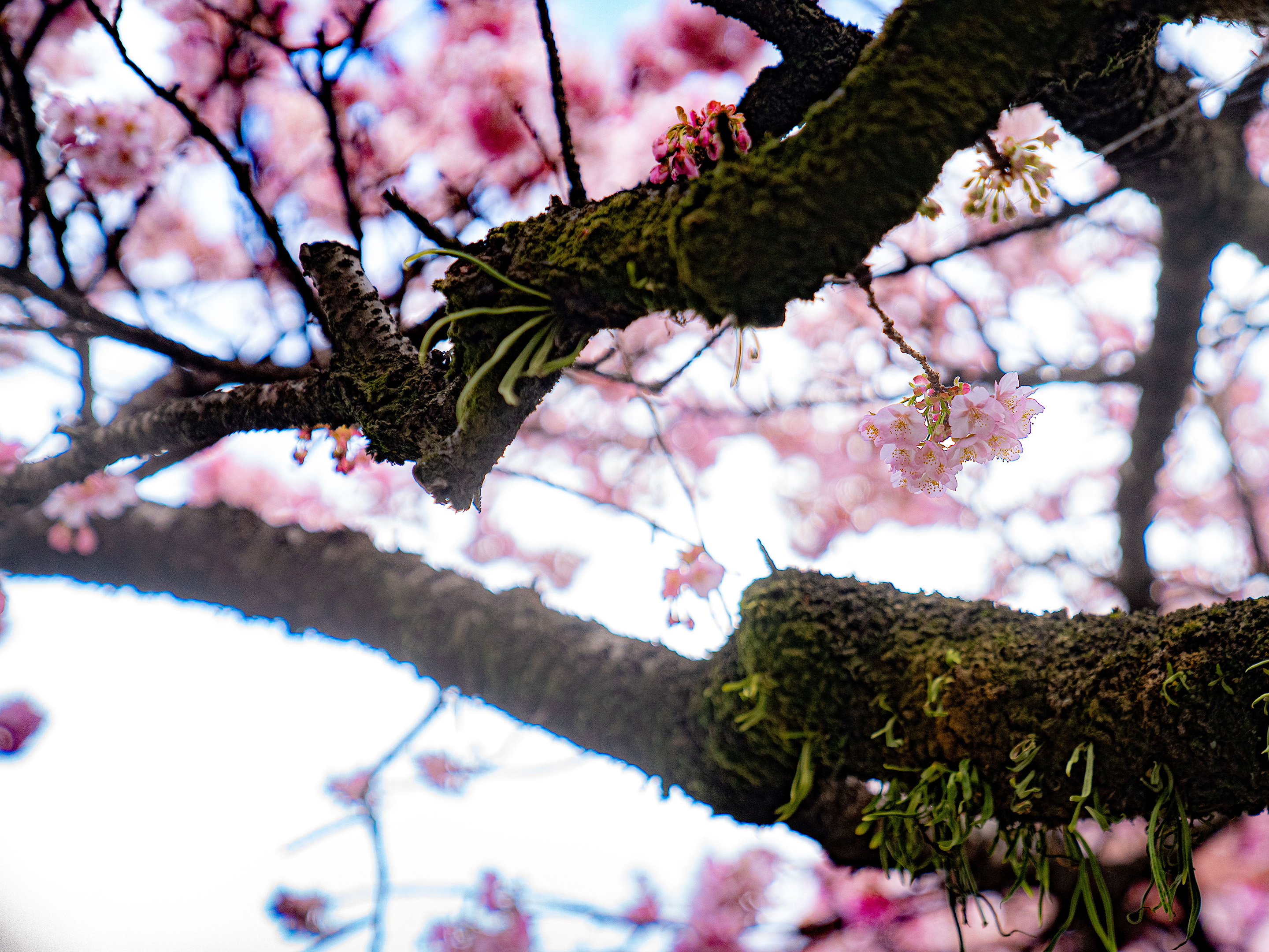 熱海桜（例年1月下旬から2月上旬）