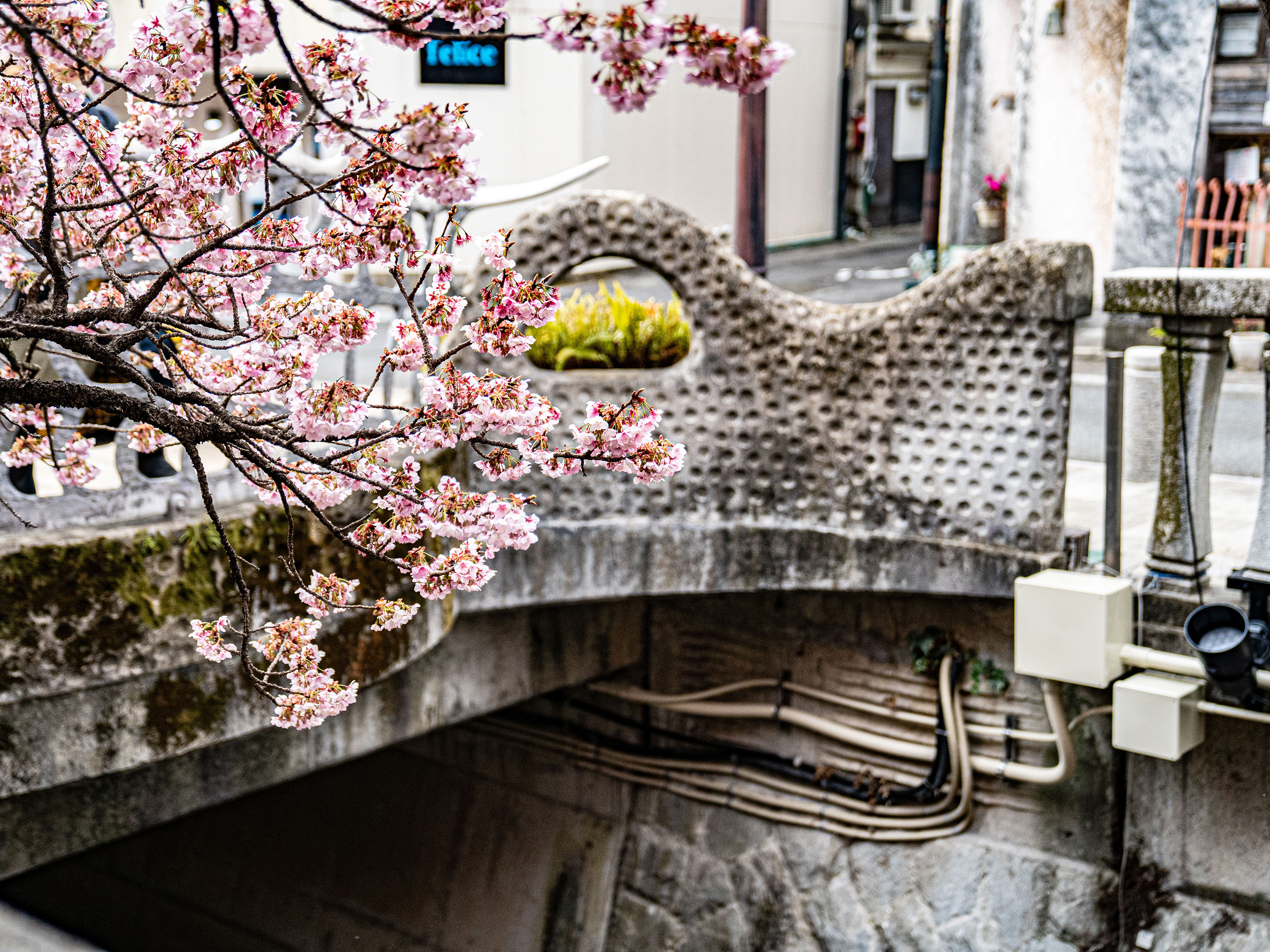 熱海桜（例年1月下旬から2月上旬）