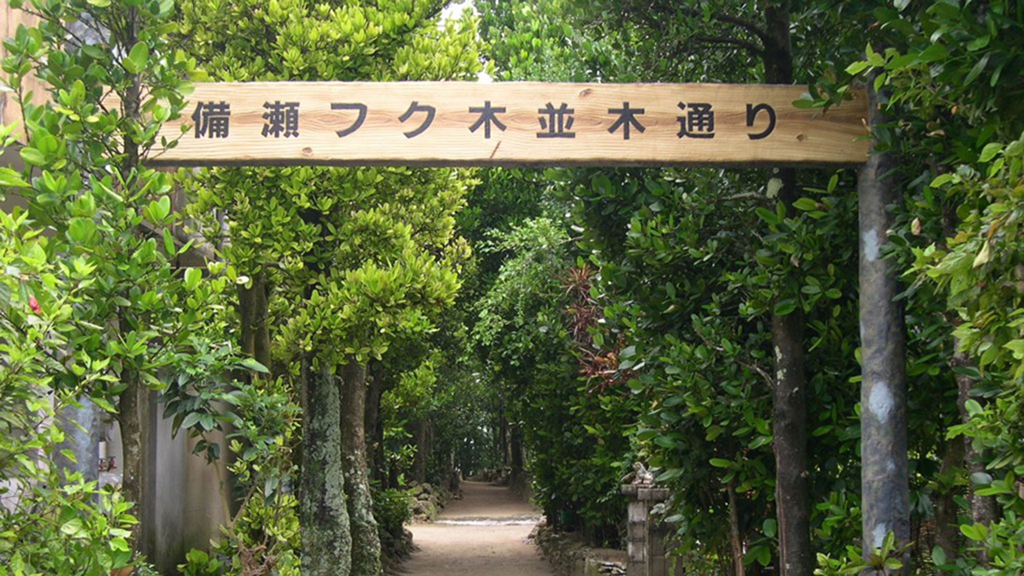 ・【備瀬のフク機並木通り】防風林として植えられたフクギが1ｋｍの並木道になっています