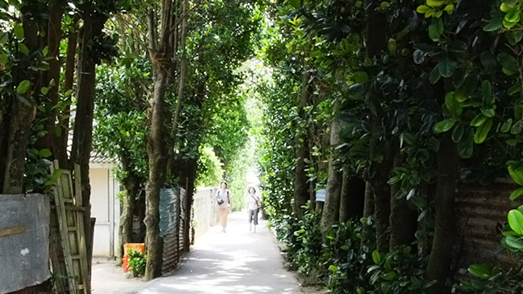 ・【今帰仁村今泊フクギ屋敷林と集落景観】国の重要文化的景観に選定され、保護されています