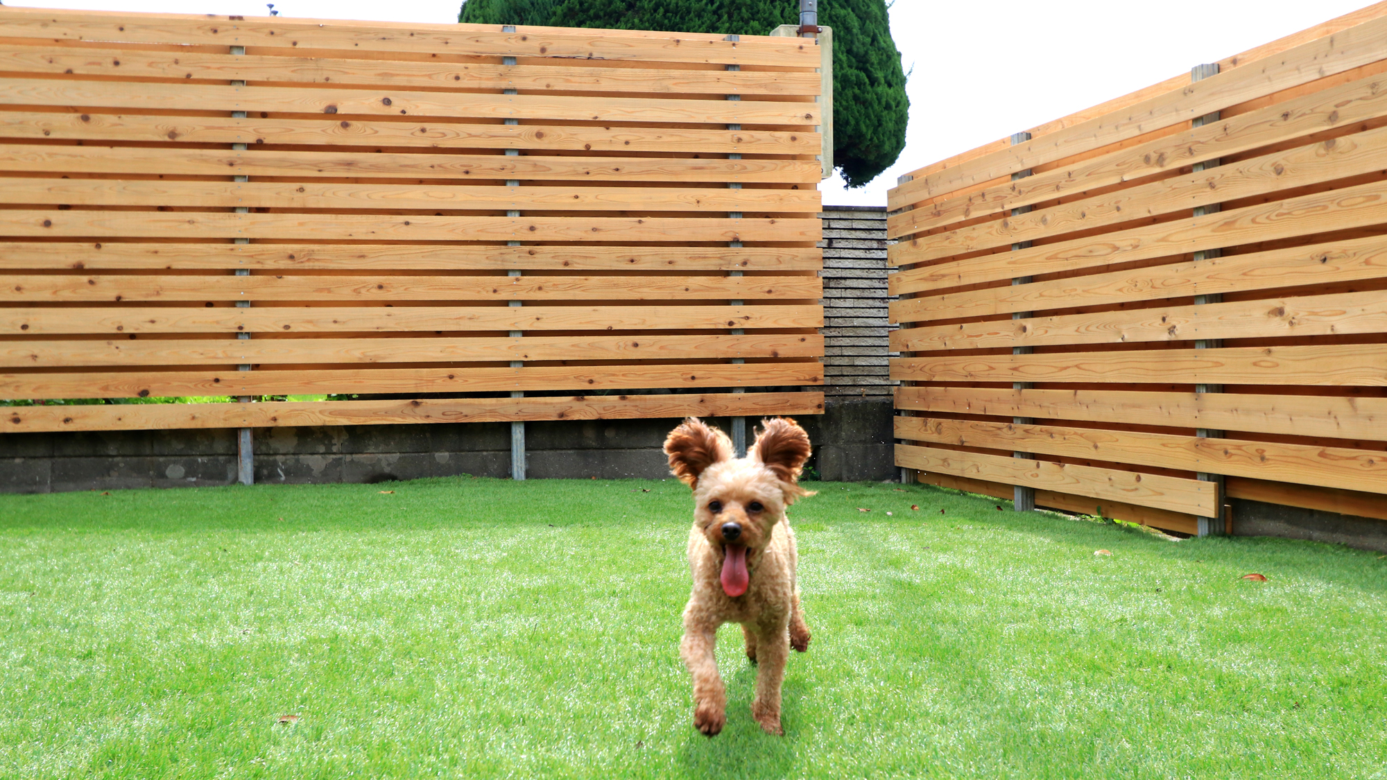 【専用ドッグラン】