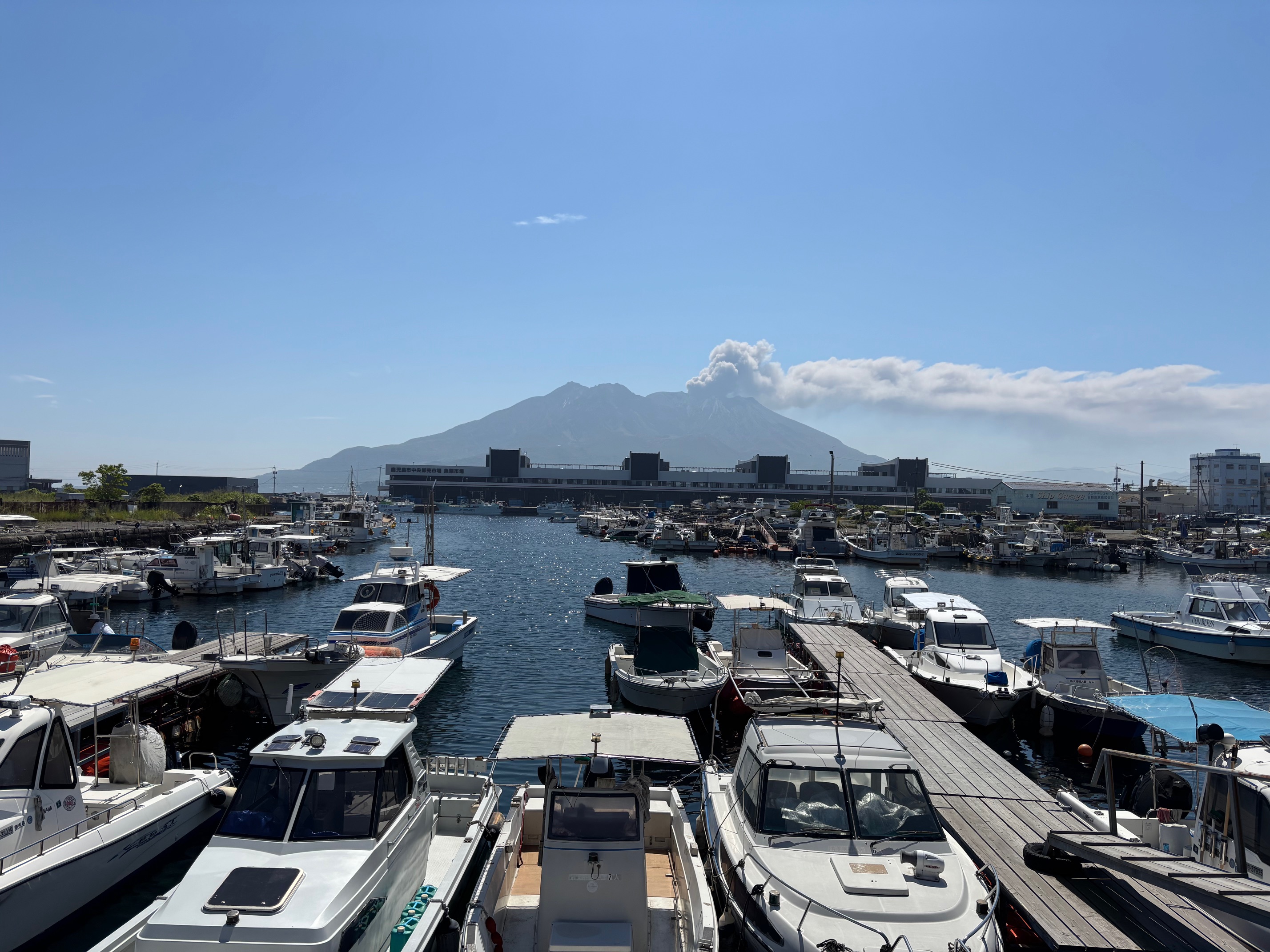 鹿児島中央卸卸売市場魚類市場