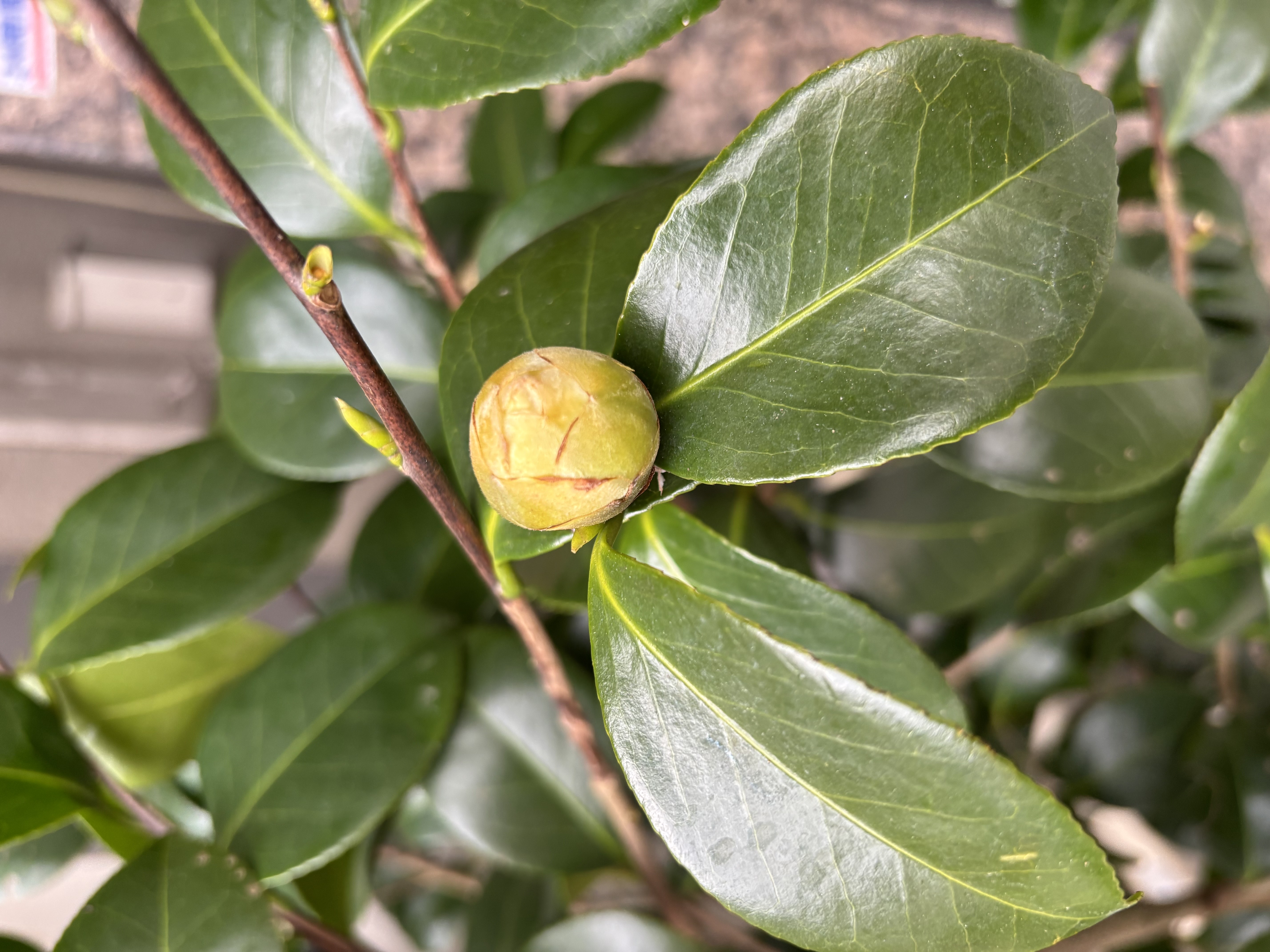 クイーンエリザベス　ツバキの花（つぼみ）
