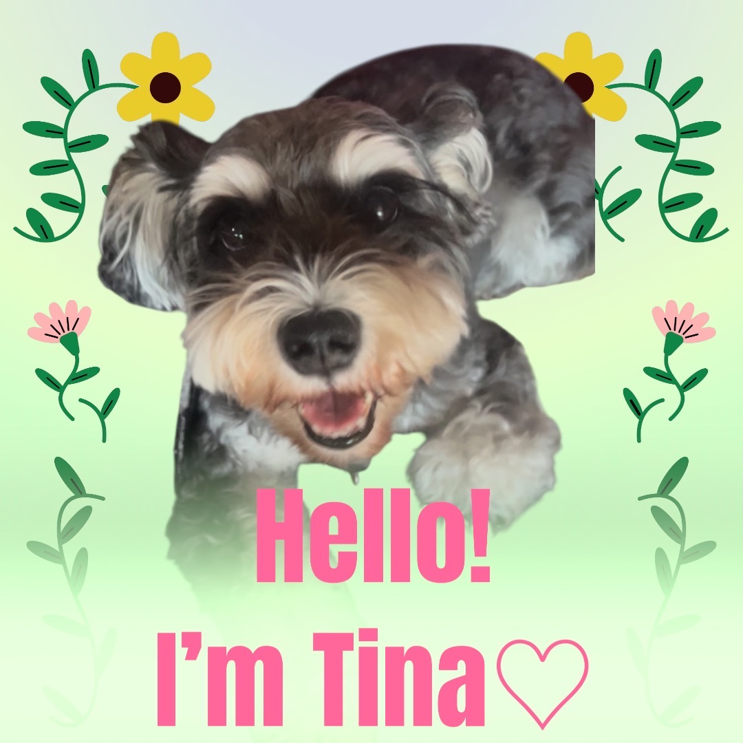看板犬　ティナ