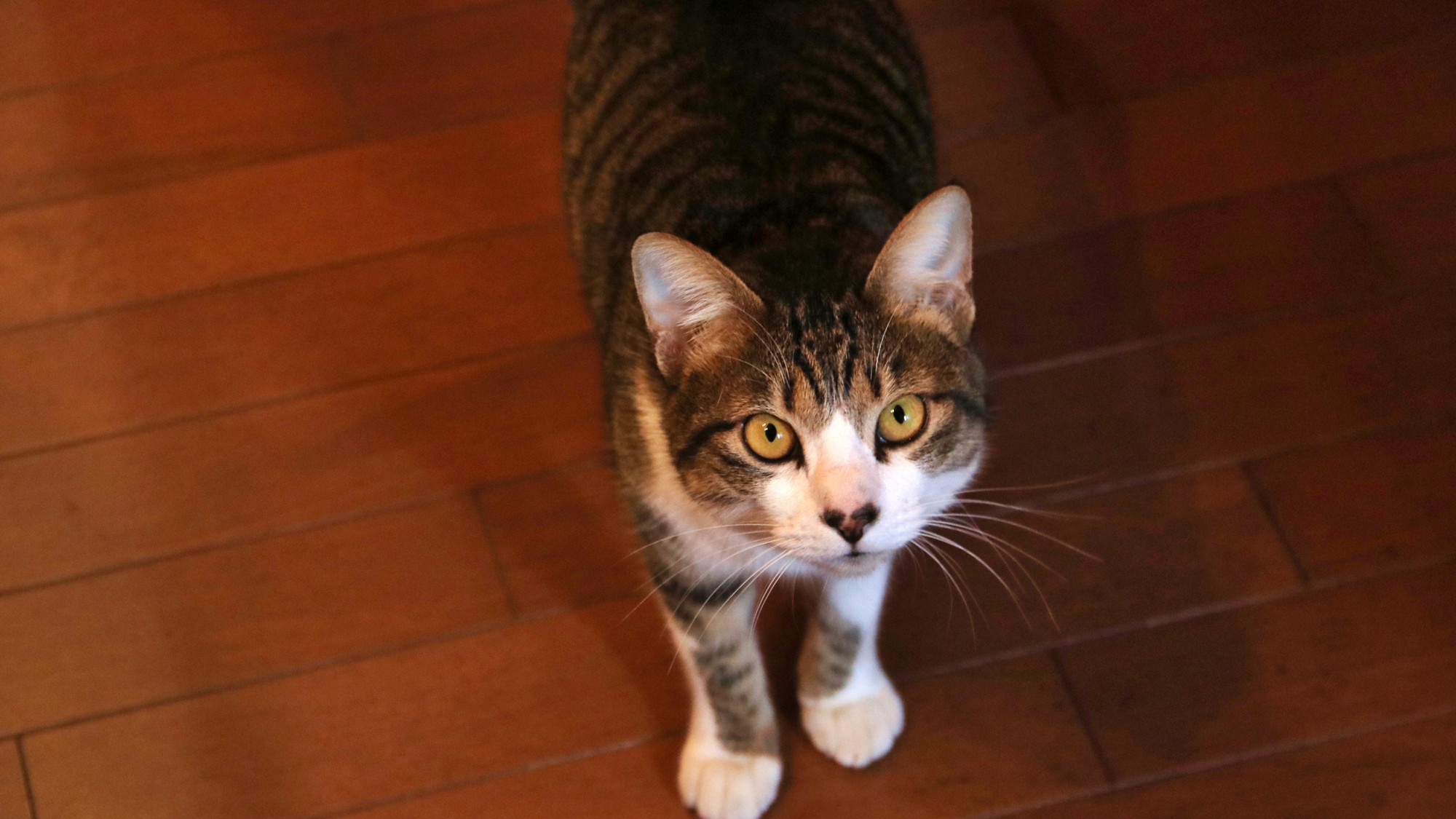 【看板猫】とっても人懐っこい我が家の猫ちゃんがお出迎え♪　