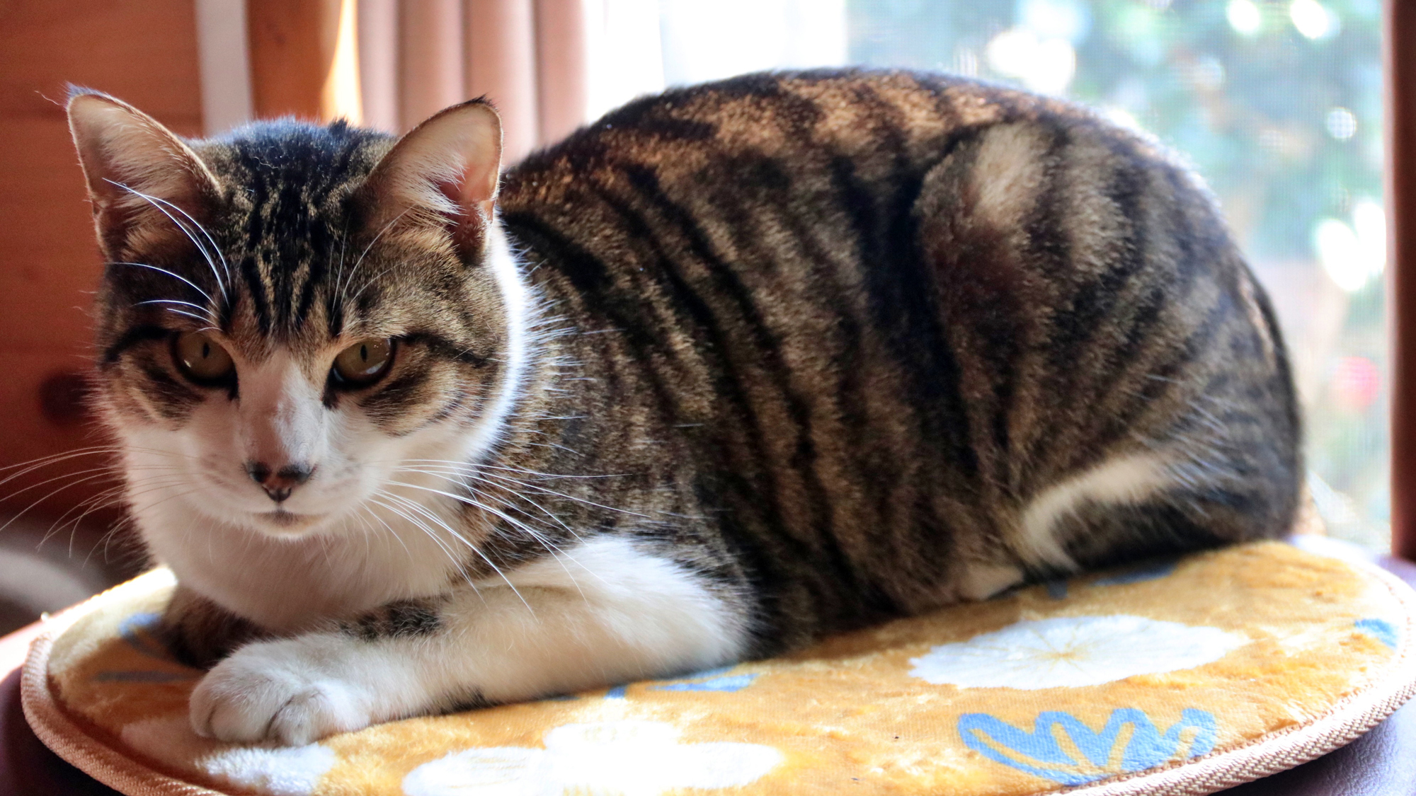 【看板猫】とっても人懐っこい我が家の猫ちゃんがお出迎え♪