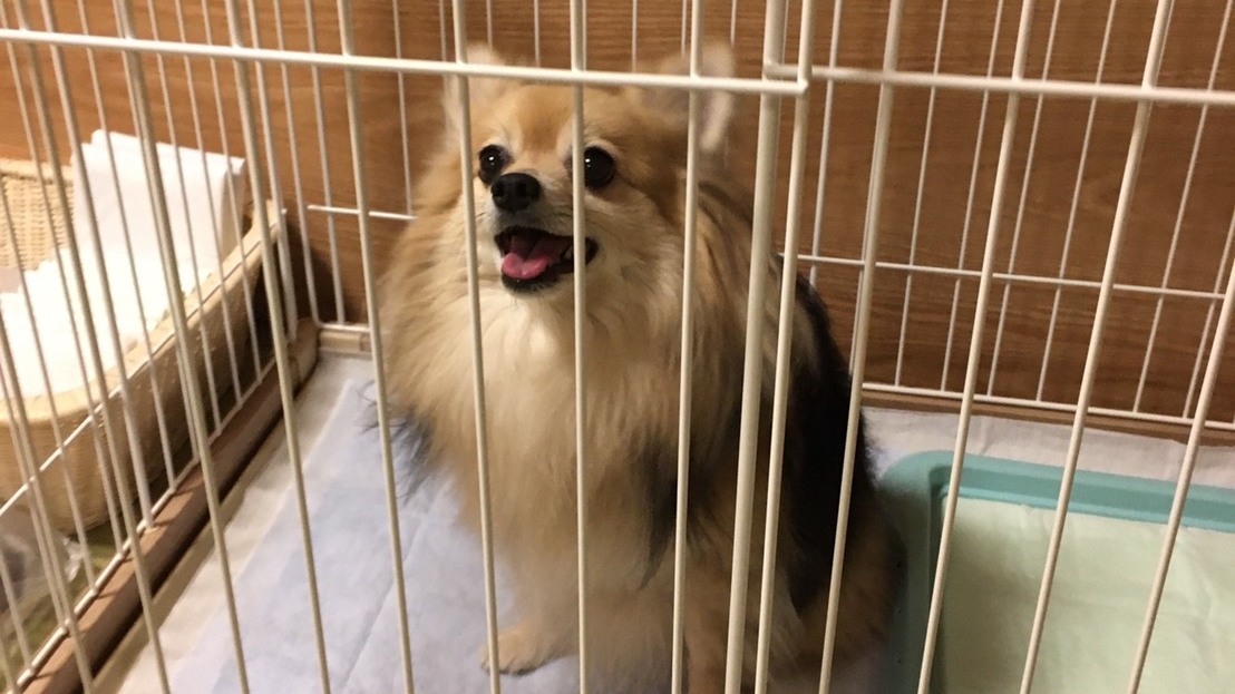 【禁煙★わんちゃんと一緒】和室10畳 バス・トイレ付