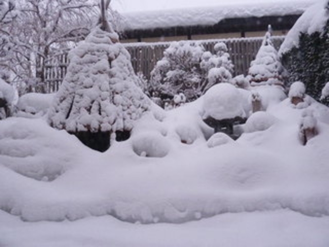 庭の雪景色１