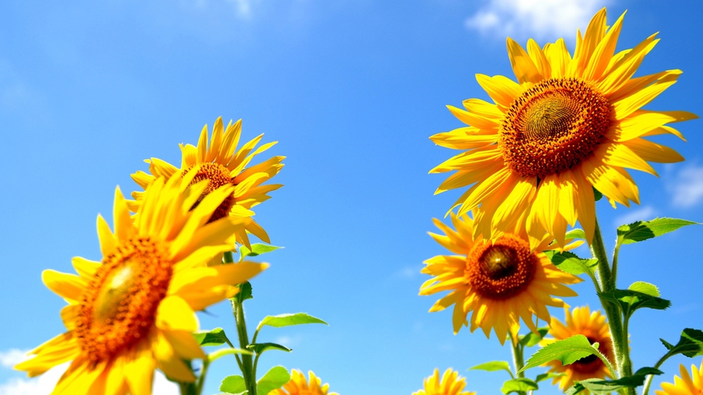 【室数限定】＜お盆直前割＞通常よりおひとり様1，100円お得♪源泉かけ流し天然温泉を満喫