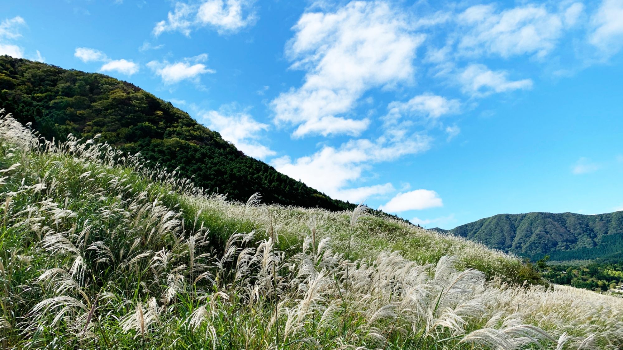 【周辺観光】仙石原すすき草原（徒歩３分）