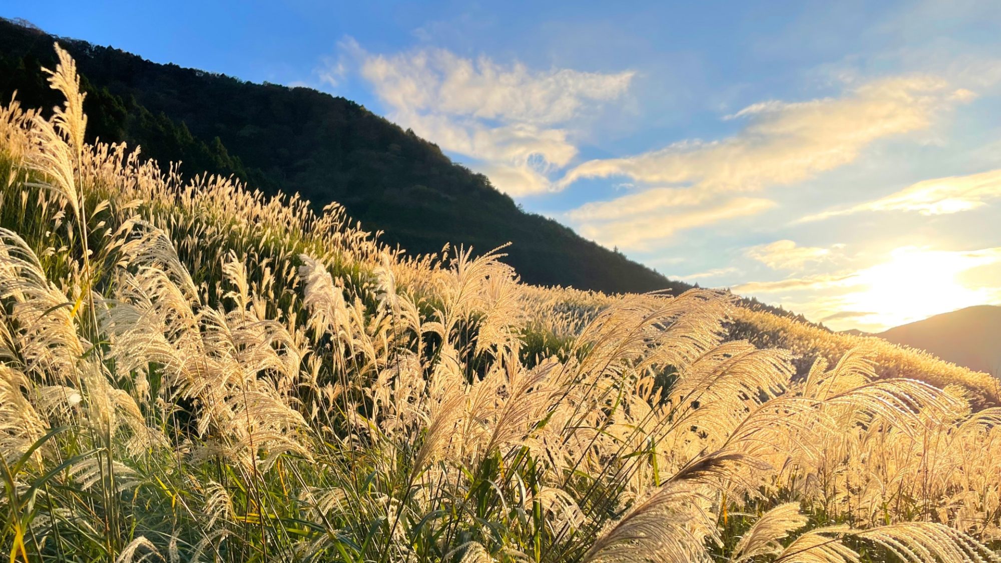 【周辺観光】仙石原すすき草原（徒歩３分）