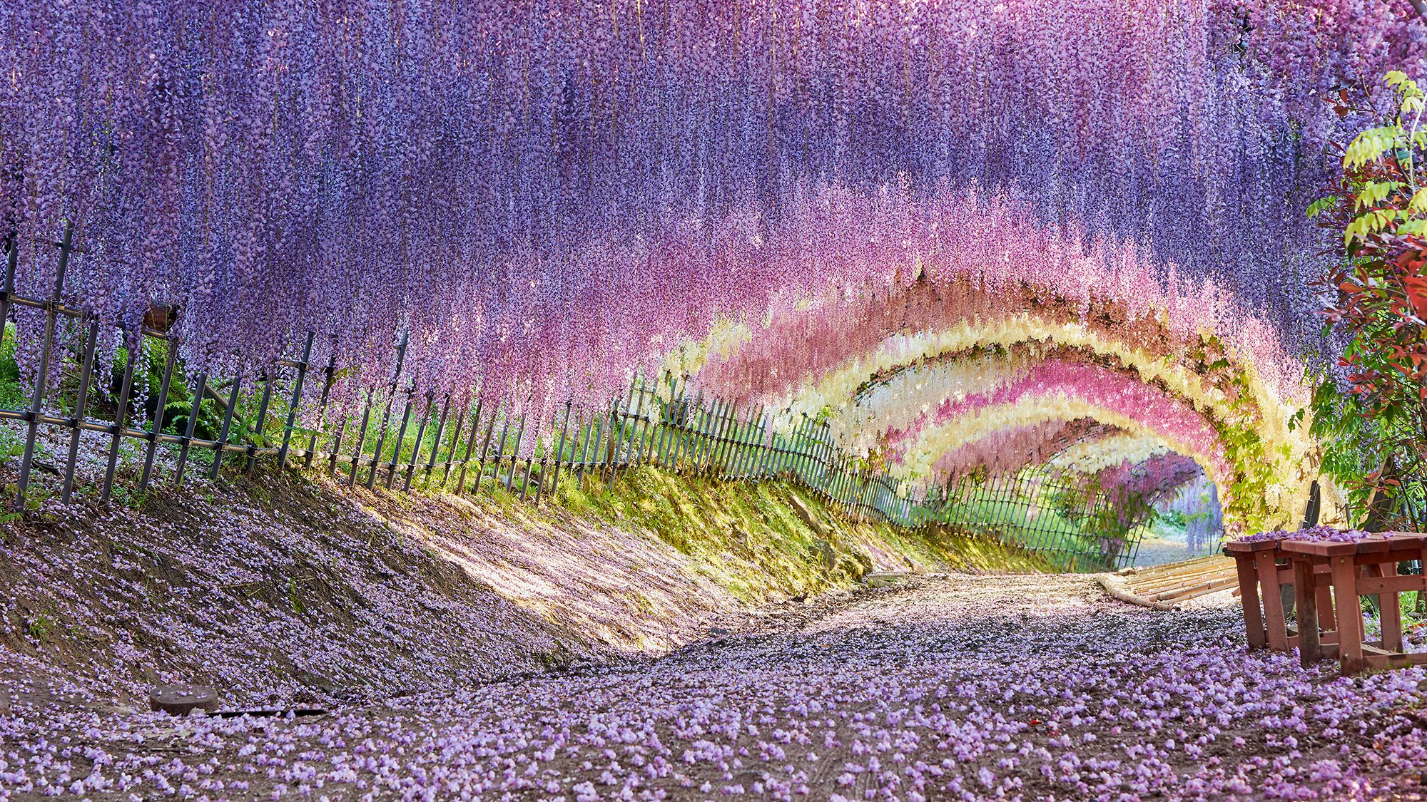 河内藤園