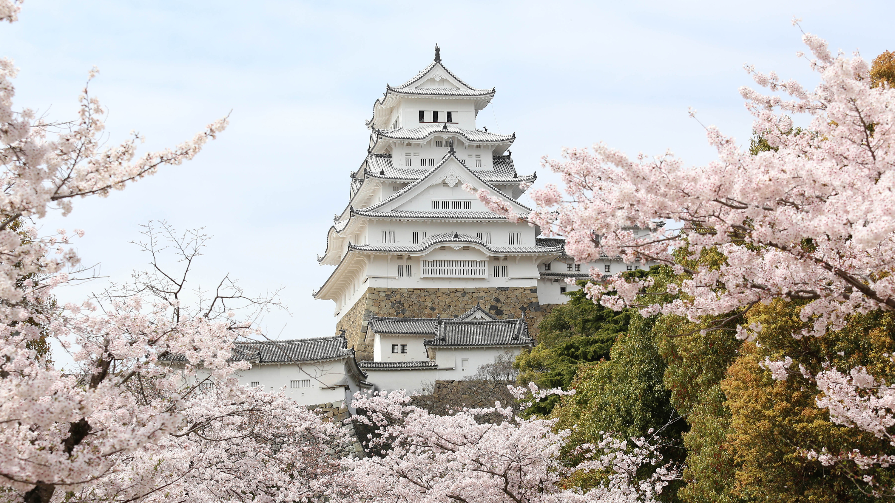  春には美しい桜とのコントラストがみられる姫路城