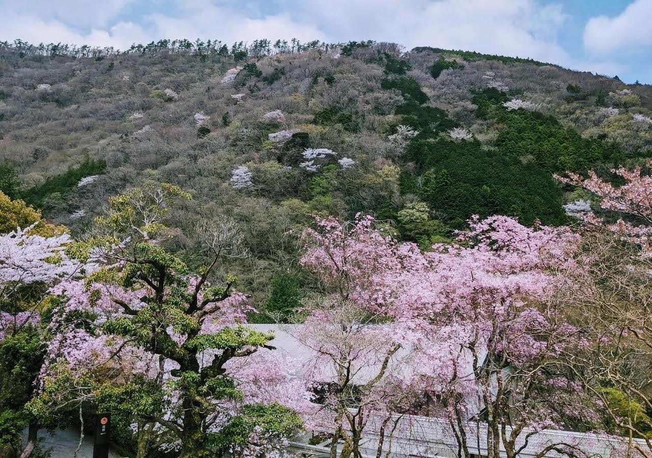 目の前に桜の樹々が並ぶ贅沢な眺望です。