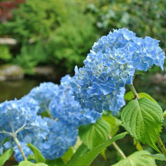 【6月】紫陽花。花言葉の「移り気」はアジサイの花の色が開花後に変化することからきています。