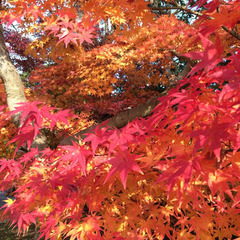 一年の中でも一番人気の紅葉シーズン♪ご予約はお早めに★