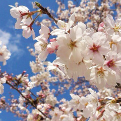 【4月】　桜。花言葉は「精神の美」「優美な女性」