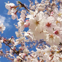 【4月】　桜。花言葉は「精神の美」「優美な女性」