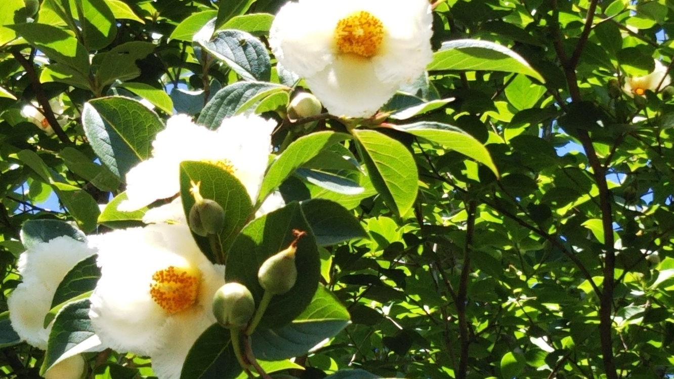 【初夏の風物詩】神秘的で美しいほたるを見に行こう＜ガイド付＞夕食は夢会席